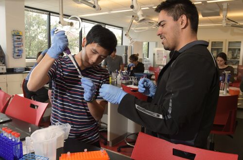 Pre-health track students working in the lab at the University of St. Thomas - Houston